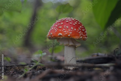 Amanita muscaria in the forest © Юрий Фатеев