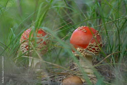 Amanita muscaria in the forest