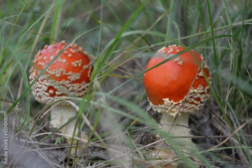 Amanita muscaria in the forest