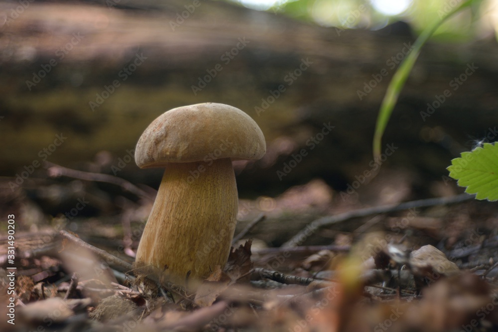 Picking mushrooms in the forest Picking mushrooms in the forest
