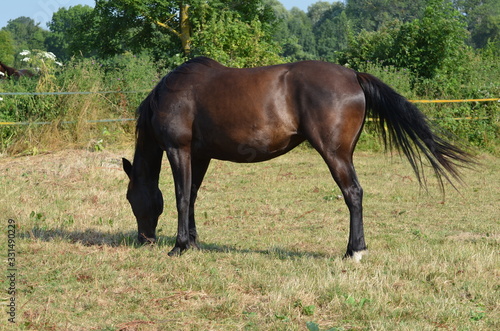Cheval dans un herbage (Calvados - Normandie)