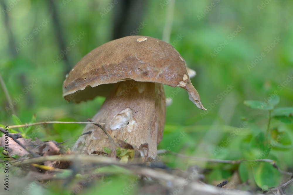 Picking mushrooms in the forest Picking mushrooms in the forest