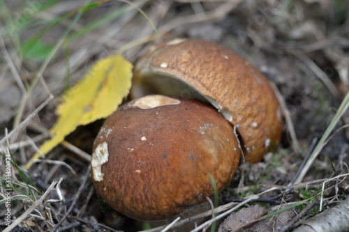 Picking mushrooms in the forest