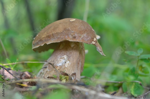 Picking mushrooms in the forest