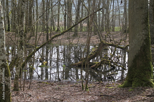 Forest swamp during springtime natural reserve