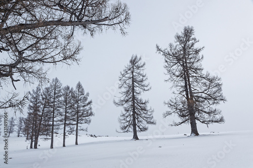 Trees in a white landscape of North of Mongolia