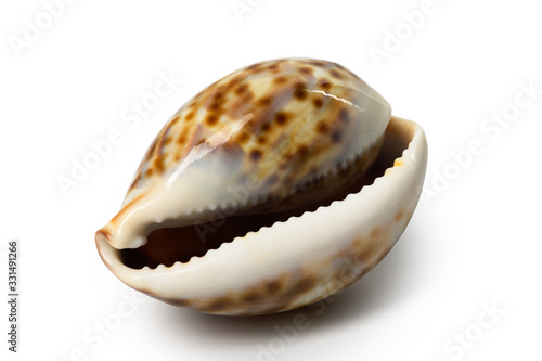Large clam shell with brown spots, side view on an isolated background.