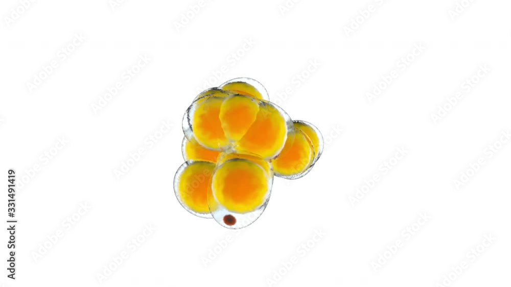 3D rendered Animation of multiplying Fat cells aka Adipocytes
