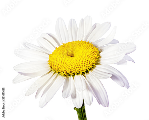 chamomile flower isolated with clipping path