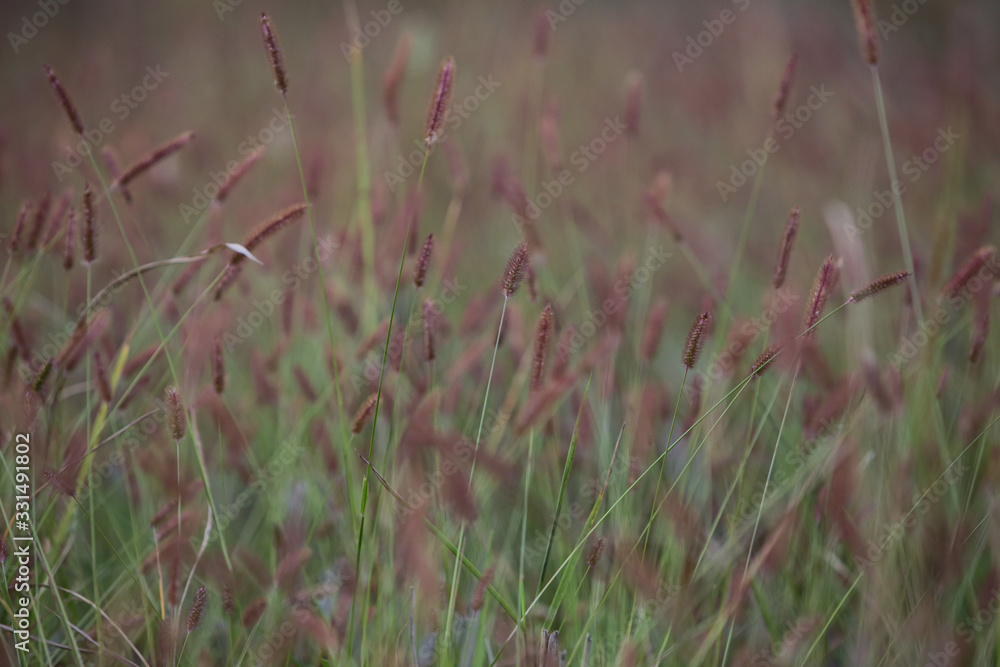 Close up of a grass with soft focus