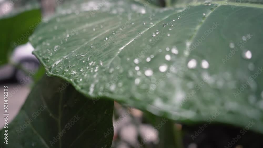 Rocío de la mañana sobre una hoja verde