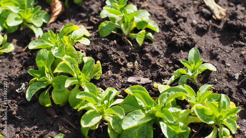 Obraz premium Feldsalat