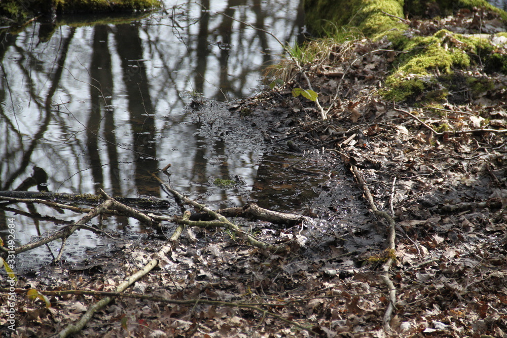 Fototapeta premium Forest swamp during springtime natural reserve