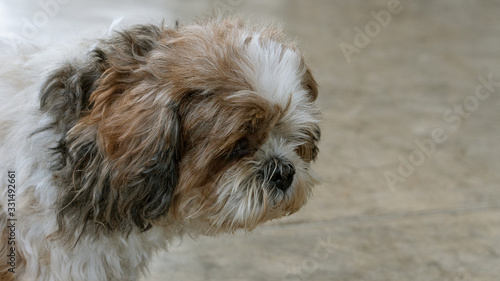 A cute Shih Tzu dog looks sad on the floor.