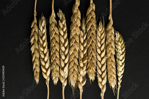 Natural,dried as came from field ears of wheat on the black surface.Conceptual image of harvest season.