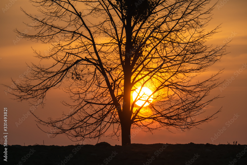 Magical sunrise sun behind the tree. There is a golden sky in the background