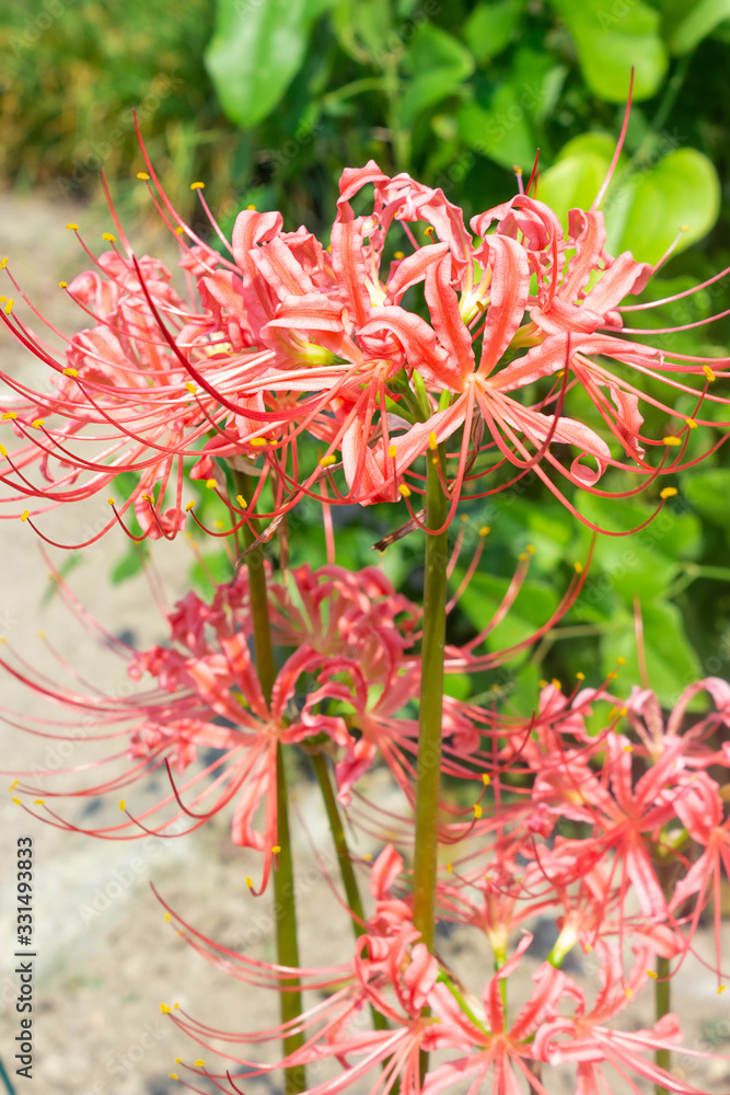 Red spider lily flowers cluster, side view Red spider lily flowers cluster, side view