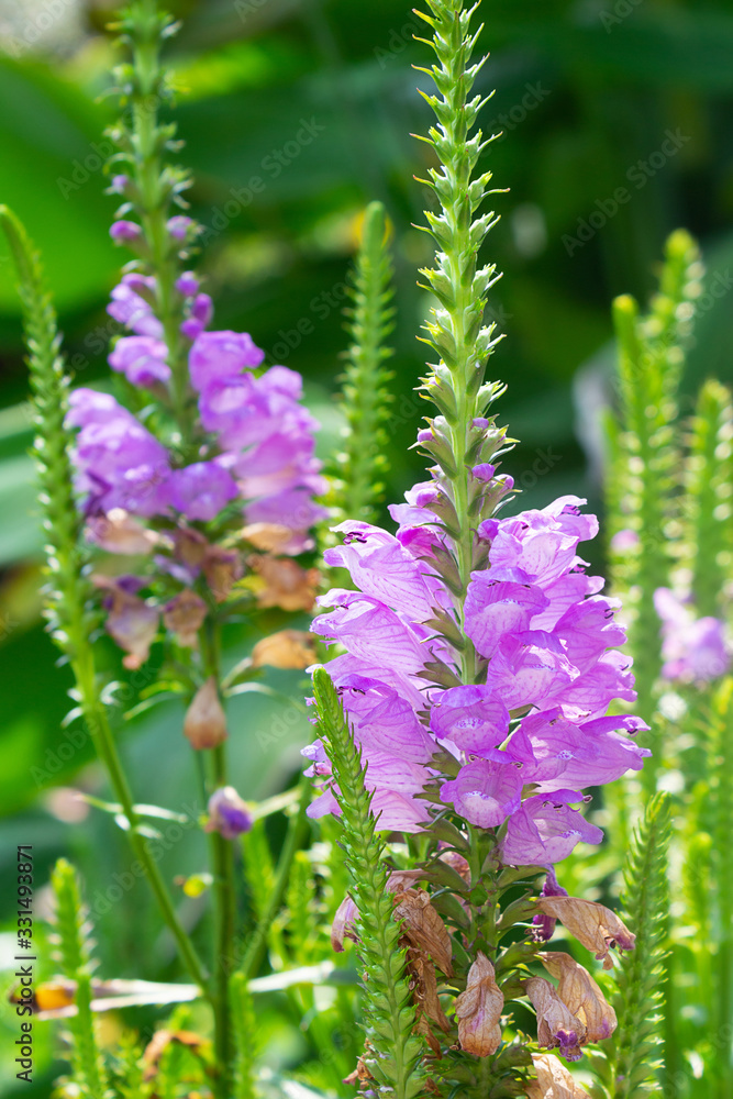 Obraz premium Purple Physostegia virginiana flower meadow, outdoors