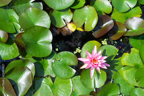 Pink water lily with green leaves on water, wallpaper
