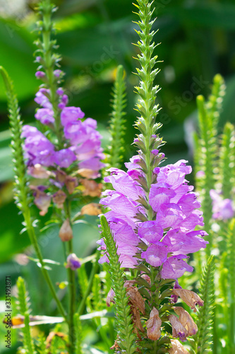 Purple Physostegia virginiana flower meadow  outdoors