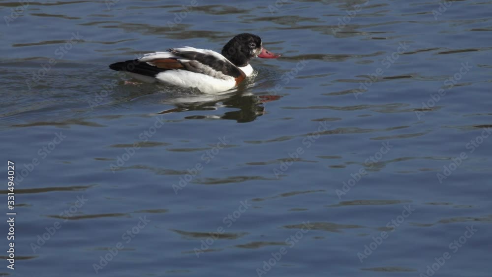 Common Shelduck (Tadorna tadorna) female. Shelduck swimming in water, close-up Common Shelduck (Tadorna tadorna) female. Shelduck swimming in water, close-up