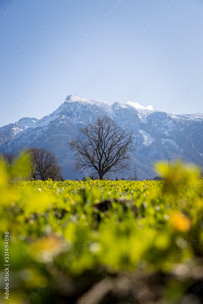 Idyllic nature landscape scenery in spring: Snowy mountains, green grass and trees