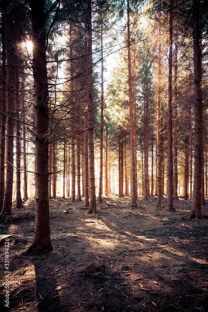 Fototapeta premium Impressive sunset in the forest: Tree trunks, sunbeams, light and shadow