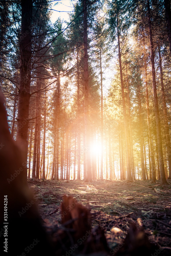 Impressive sunset in the forest: Tree trunks, sunbeams, light and shadow Impressive sunset in the forest: Tree trunks, sunbeams, light and shadow