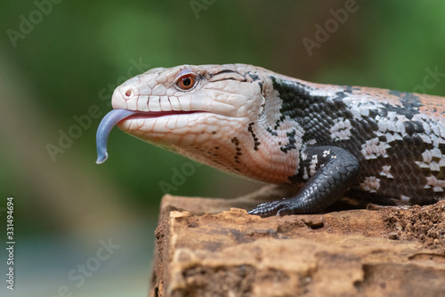 Fotografija Blue tongue skink