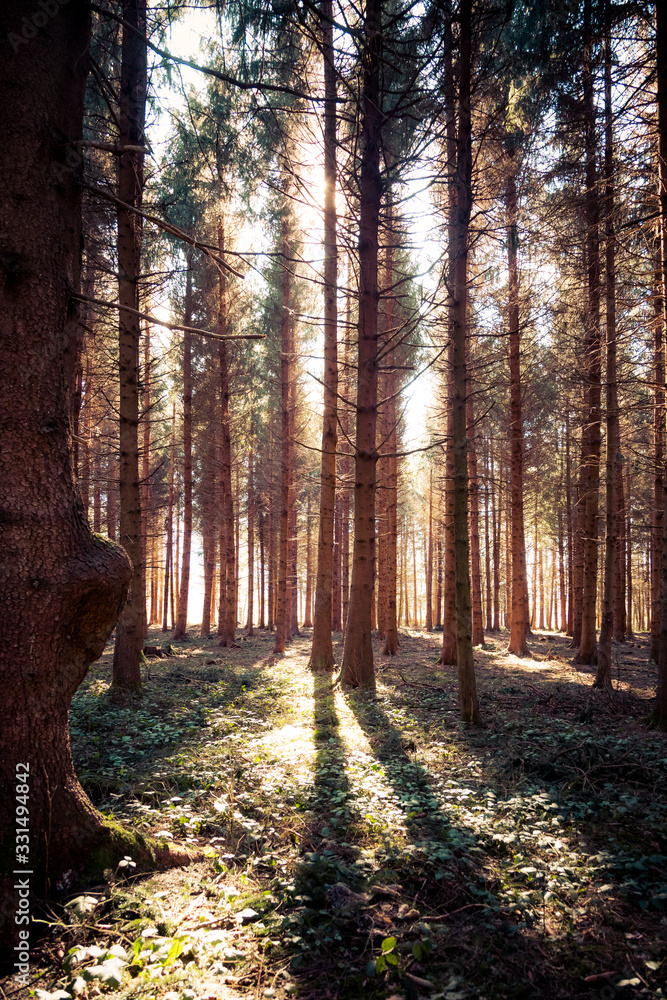 Impressive sunset in the forest: Tree trunks, sunbeams, light and shadow Impressive sunset in the forest: Tree trunks, sunbeams, light and shadow