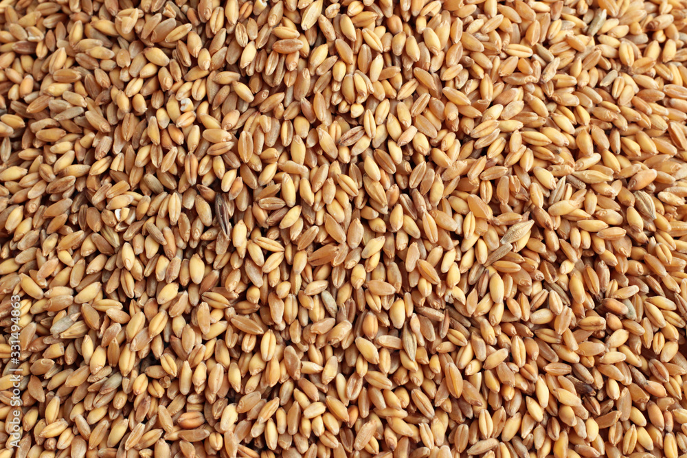 Shelled wheat grains background,harvest concept.
