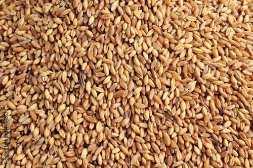 Shelled wheat grains background,harvest concept.