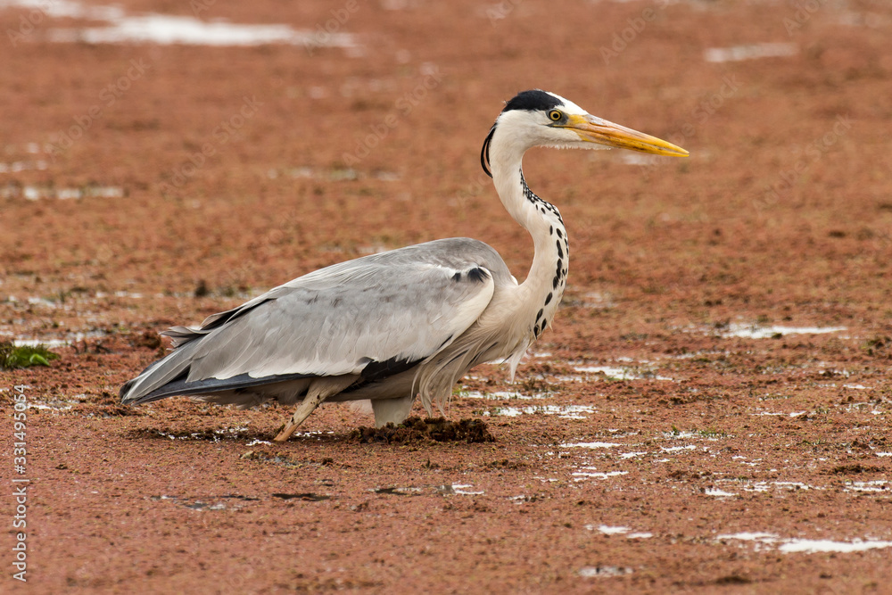 Héron cendré, Ardea cinerea, Grey Heron Héron cendré, Ardea cinerea, Grey Heron