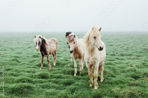 Fototapeta Naklejka Na Ścianę i Meble -  icelandic horses in green field in the fog