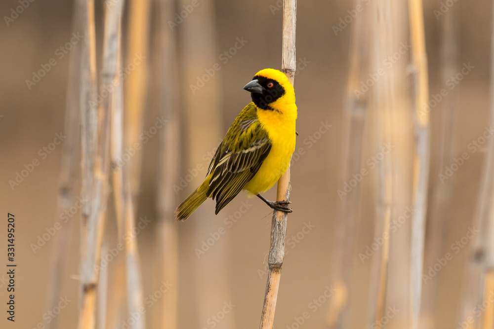 Obraz premium Tisserin intermédiaire,.Ploceus intermedius, Lesser Masked Weaver