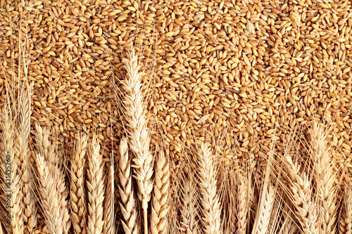 Ears of wheat in shelled background with wheat spikes