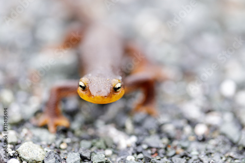 Selective focus of California Newt approaching. Monte Bello Open Space Preserve, Santa Clara County, California, USA. photo