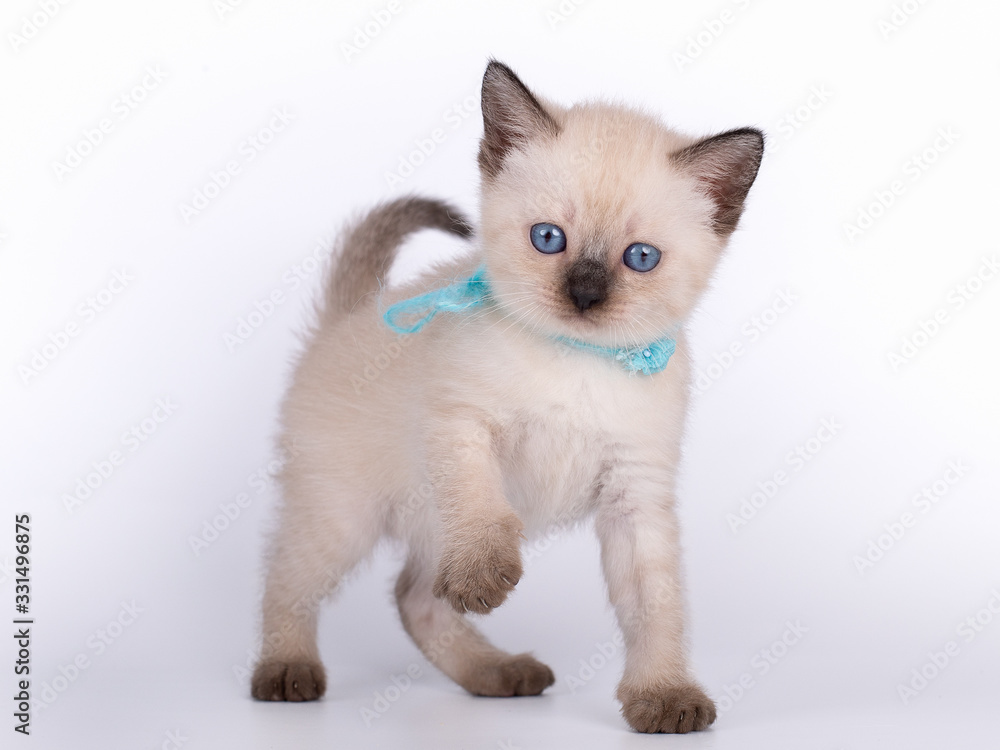 a small kitten with a bow is isolated on a white background