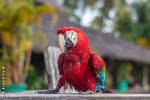Macaws of the Orinoco Delta
