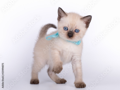 a small kitten with a bow is isolated on a white background