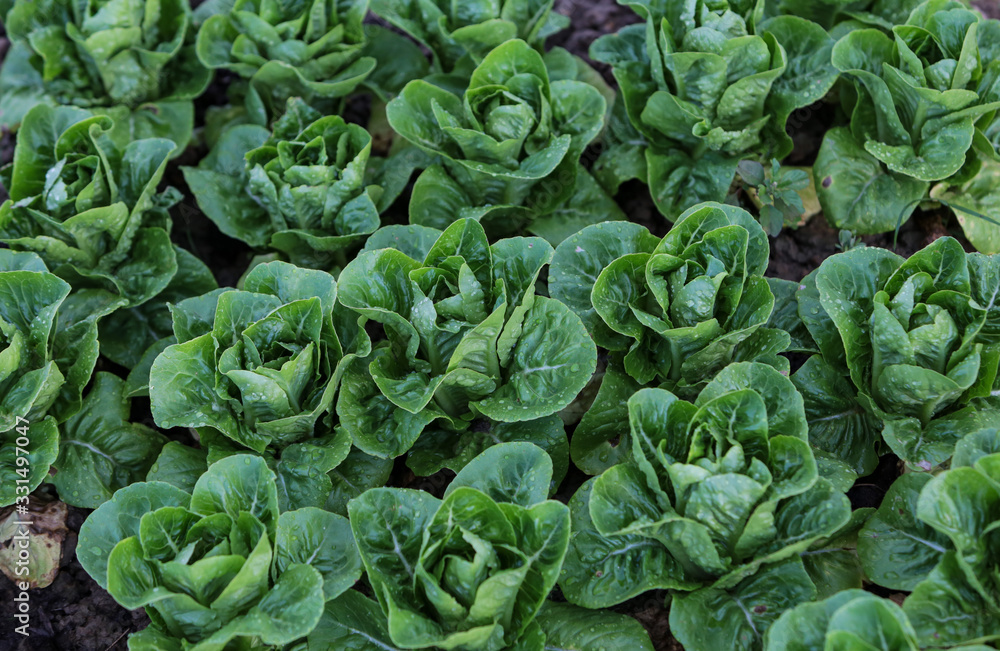 Close up of a green vegetable Close up of a green vegetable
