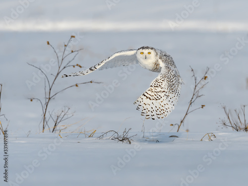 Schilderij op canvas Female Snowy Owl Taking Off From Snow Field in Winter