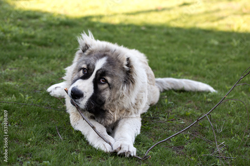 six month old caucasian shepherd nibbles a stick