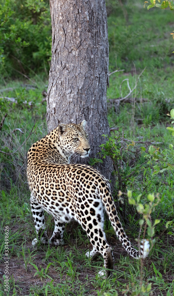 Watchful female leopard Sabi Sands Game Reserve Watchful female leopard Sabi Sands Game Reserve