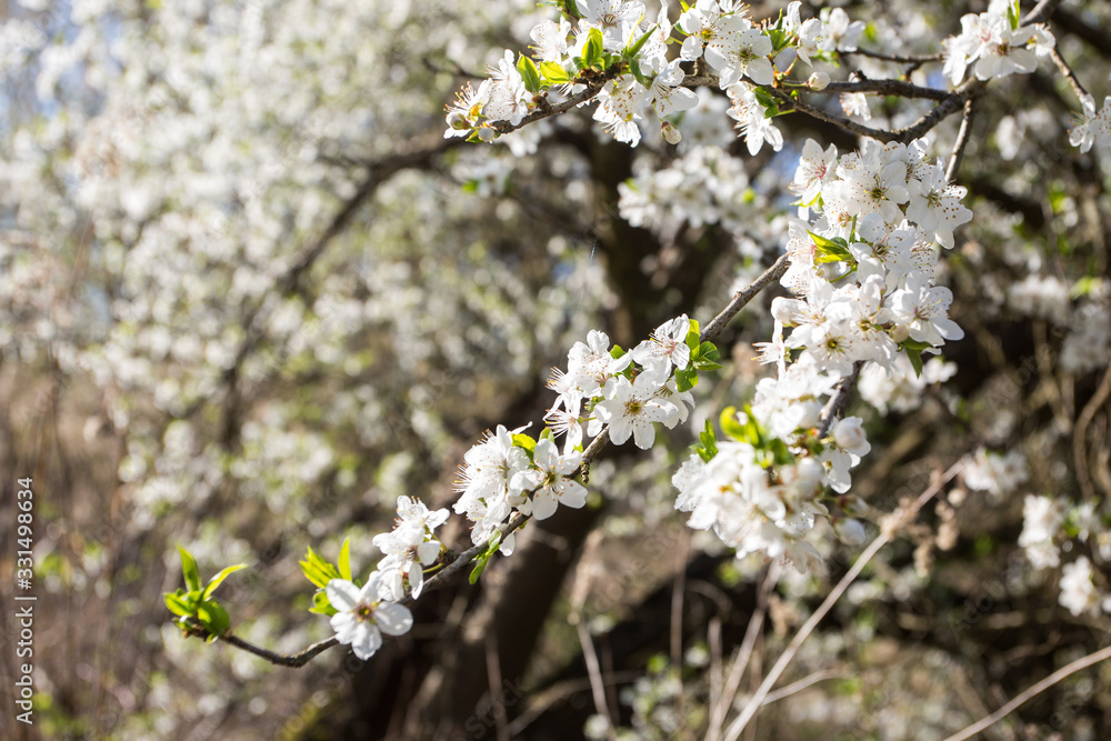 Lovely white cherry blooms on the branches. They are blooming before they get the leaves. From the neighbours backyard Lovely white cherry blooms on the branches. They are blooming before they get the leaves. From the neighbours backyard