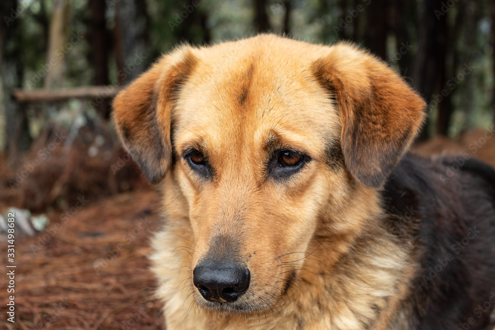 Closed up portrait to a yellow/black mixed breed dog looking with atention, dried brown pine needles and pine forest at background
