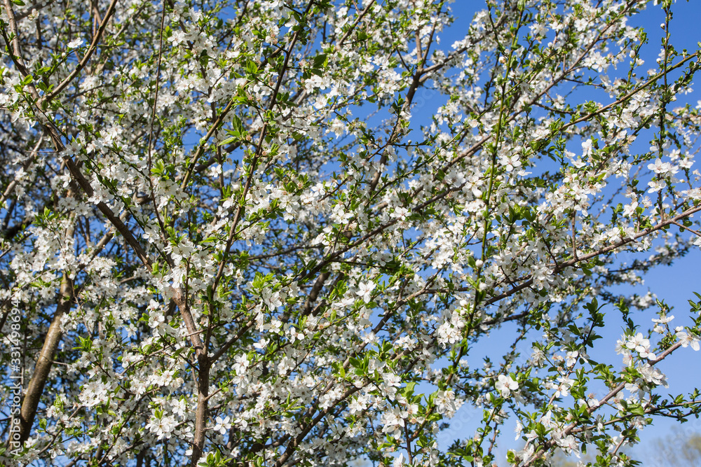 Lovely white cherry blooms on the branches. They are blooming before they get the leaves. From the neighbours backyard Lovely white cherry blooms on the branches. They are blooming before they get the leaves. From the neighbours backyard