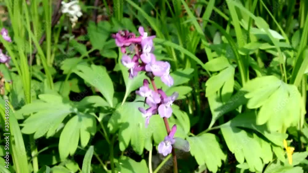 Corydalis fluctuates under the influence of wind. The gentle and pristine beauty of Corydalis. Corydalis fluctuates under the influence of wind. The gentle and pristine beauty of Corydalis.