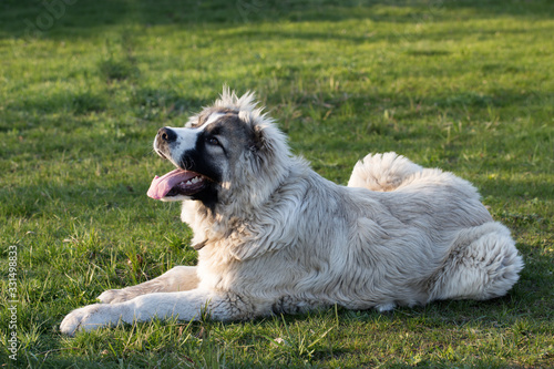 Caucasian shepherd dog is lying on a green grass.  Caucasian shepherd dog is 6 month
