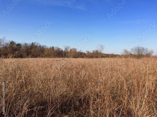 dry winter field